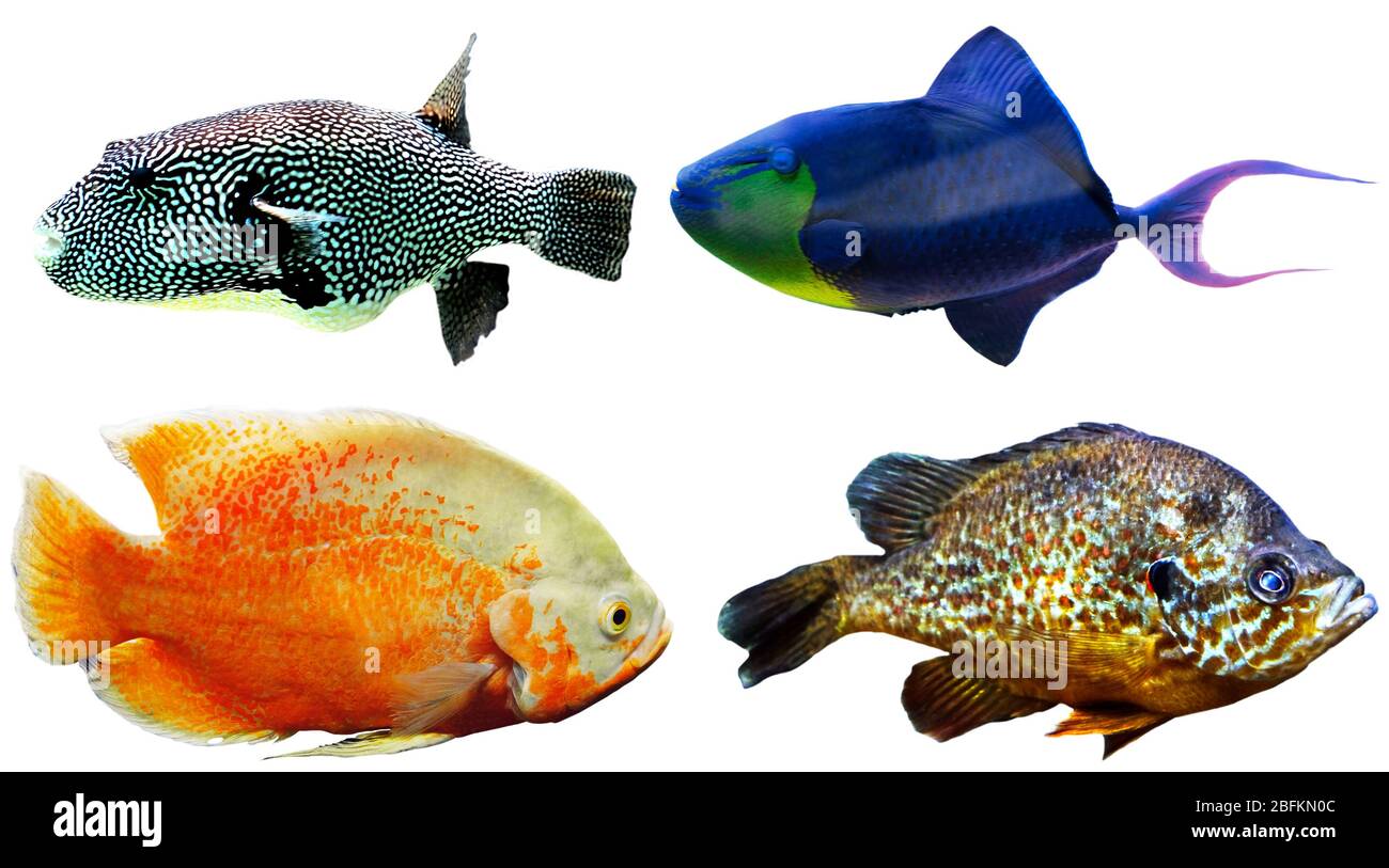 Exotic fishes isolated on white Stock Photo Alamy
