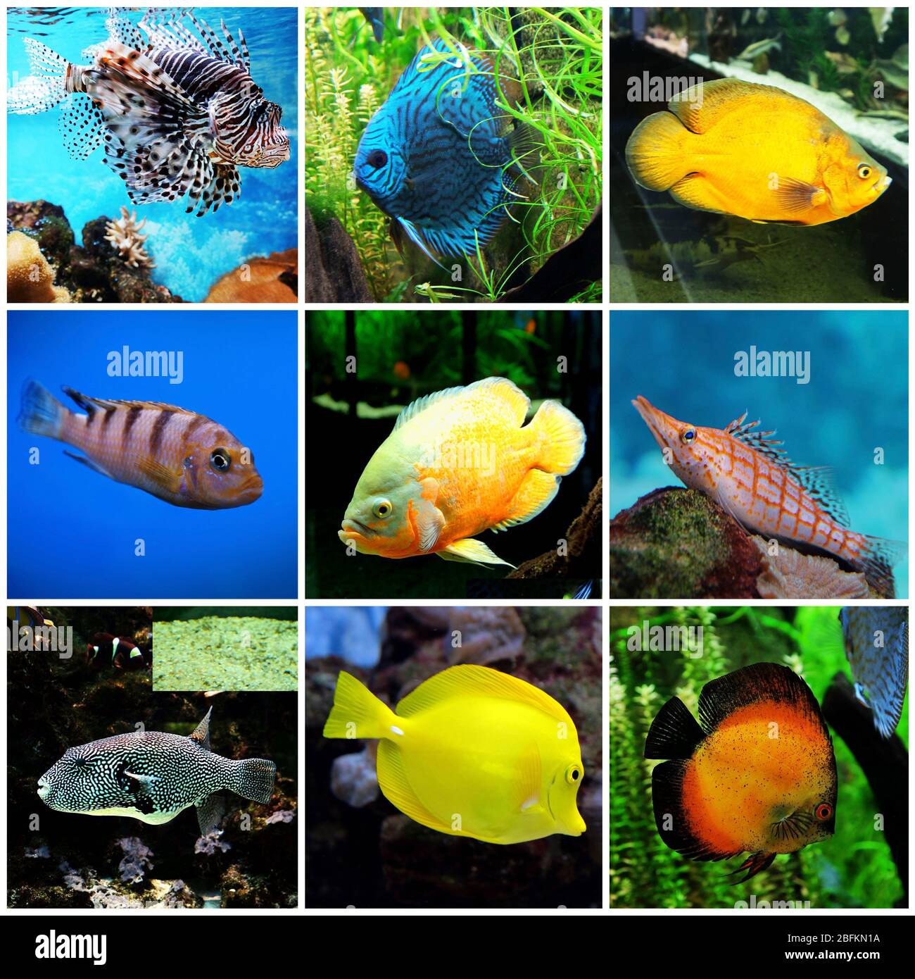 Underwater world exotic fishes in an aquarium Stock Photo Alamy