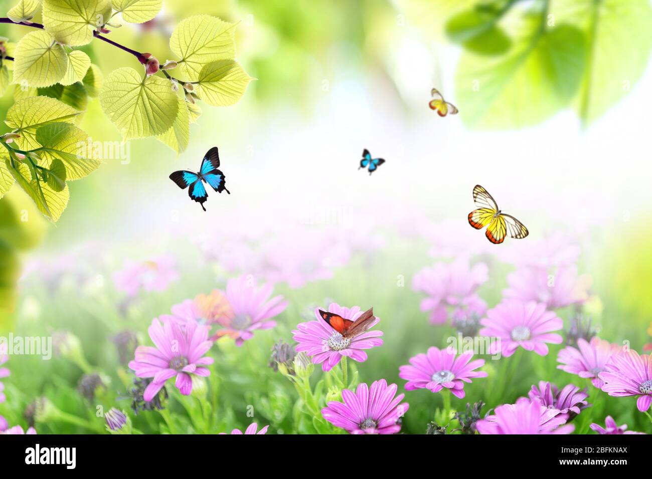 Spring or summer season abstract nature background with butterflies, green  grass and leaves Stock Photo - Alamy