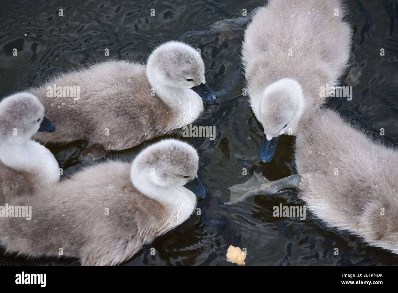 Cygnets playing together in Henley on Thames, on the River Thames Stock Photo