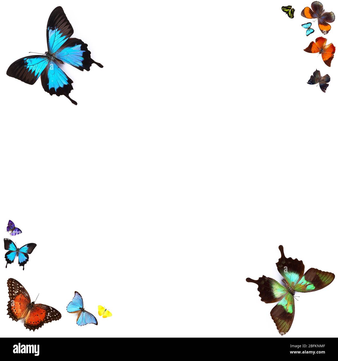 Butterflies, isolated on white Stock Photo - Alamy