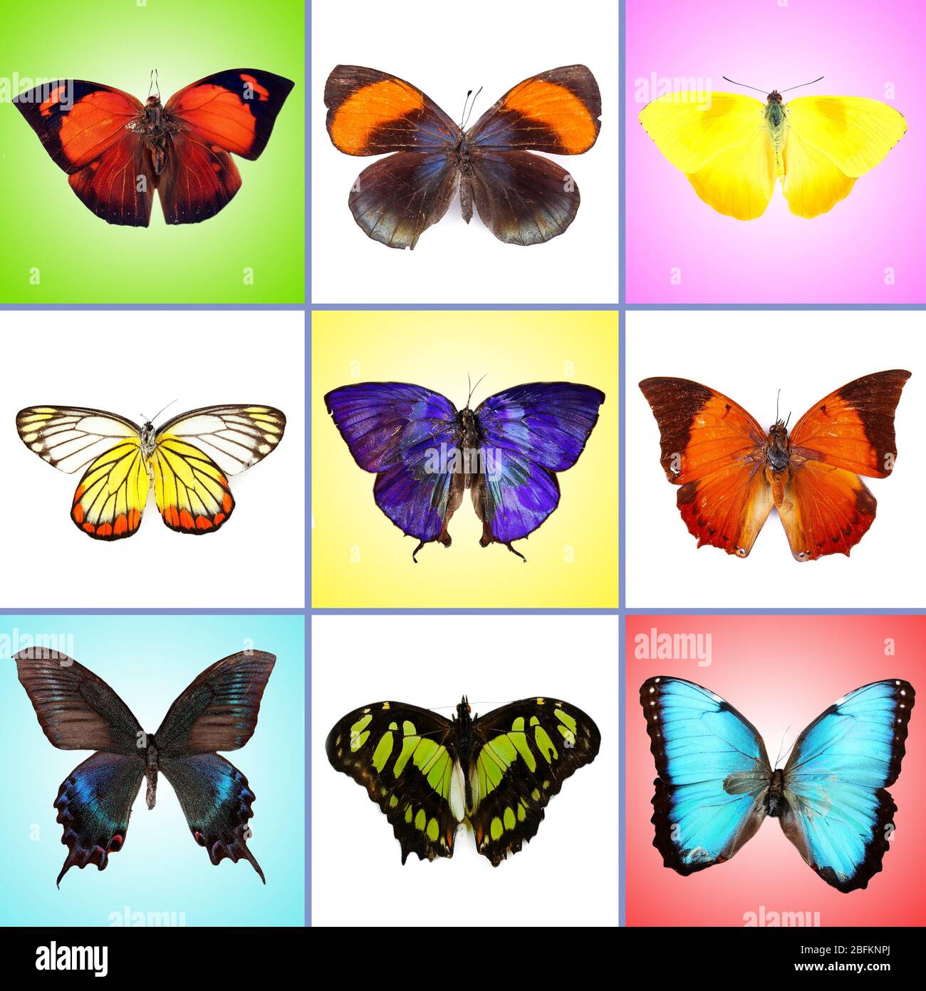 Butterflies collection on bright background Stock Photo