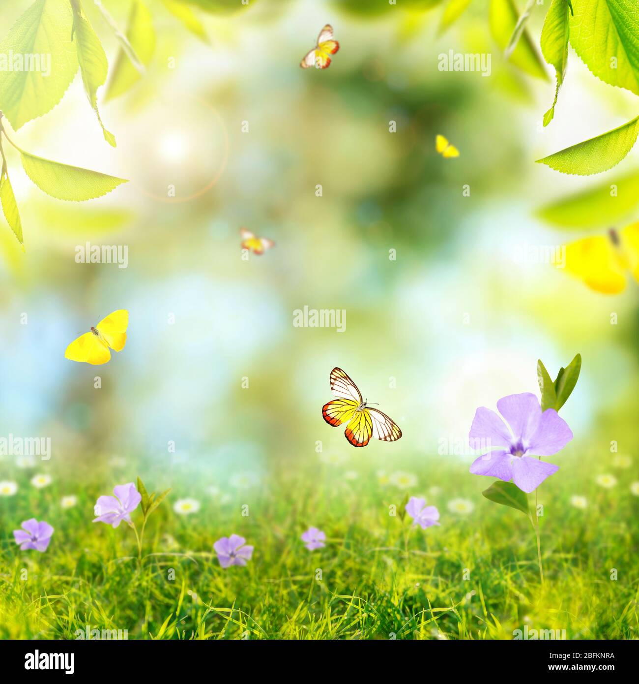 Spring or summer season abstract nature background with butterflies ...