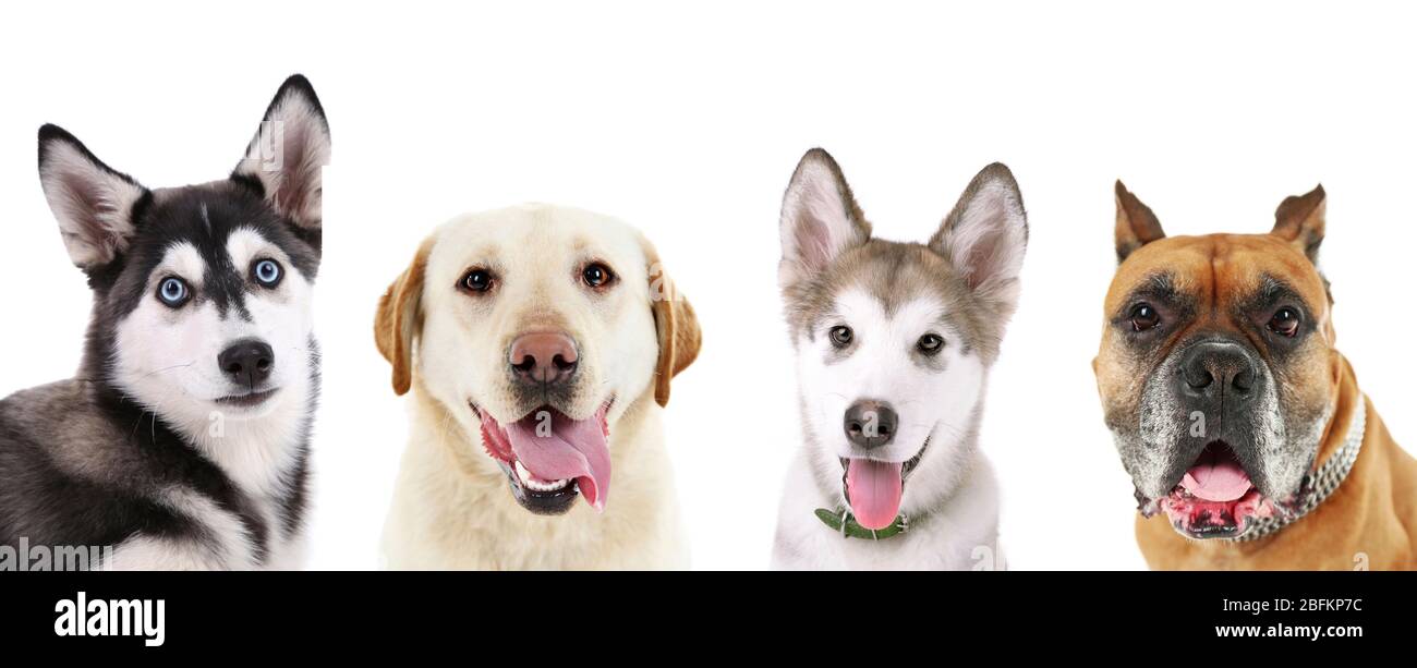 Cute dogs isolated on white Stock Photo - Alamy