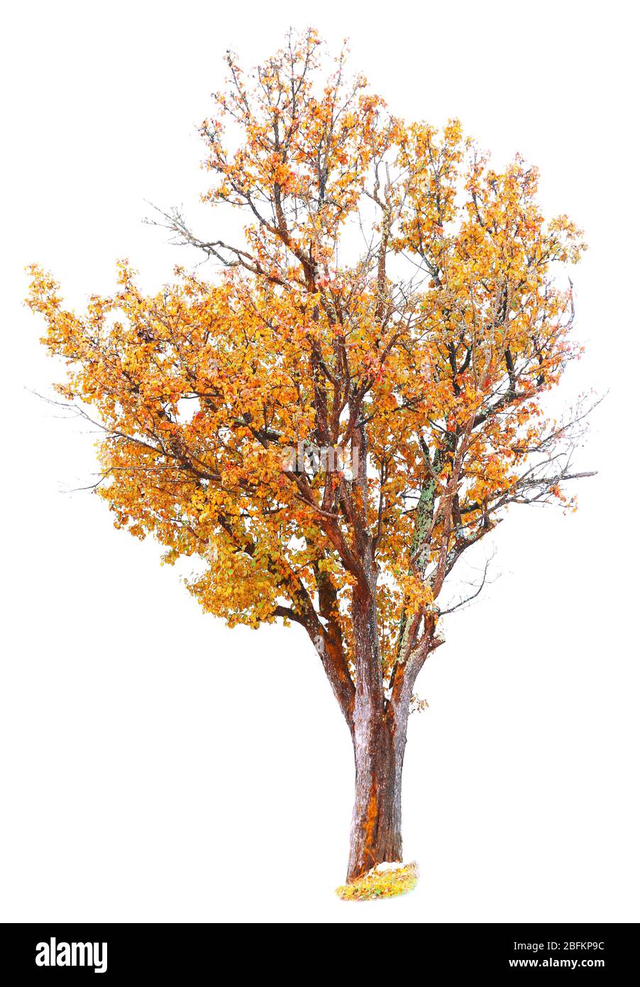 Autumnal tree isolated on white Stock Photo