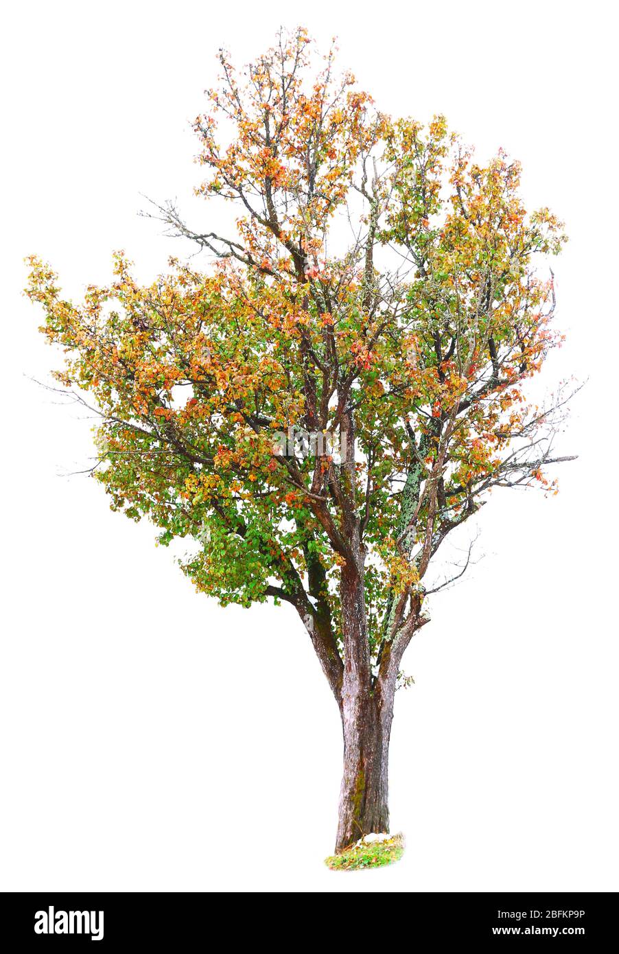 Autumnal tree isolated on white Stock Photo