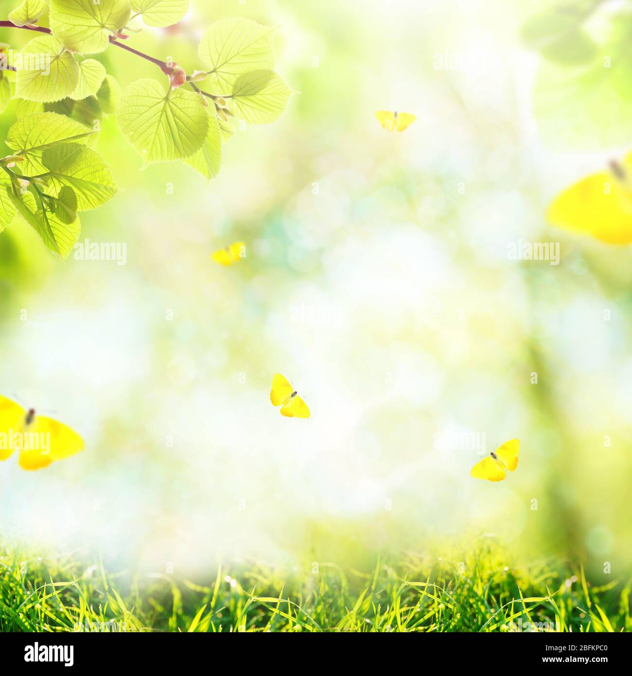 Spring or summer season abstract nature background with butterflies ...