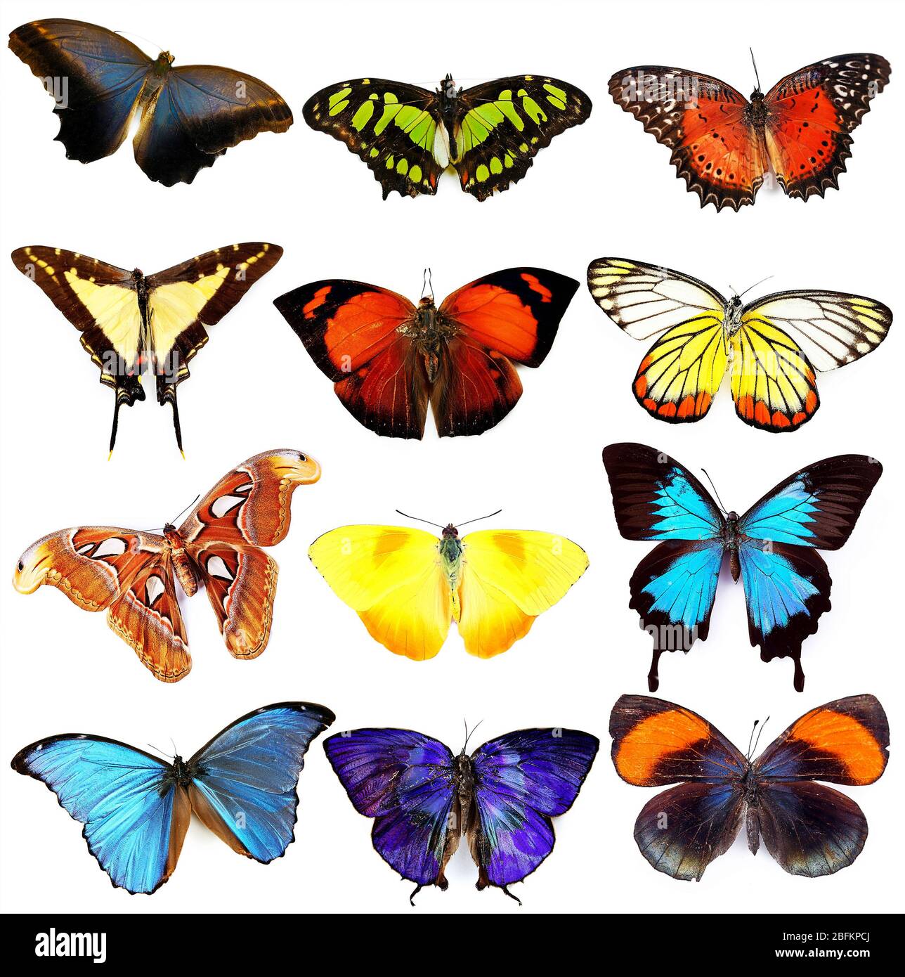 Butterflies collection, isolated on white Stock Photo - Alamy