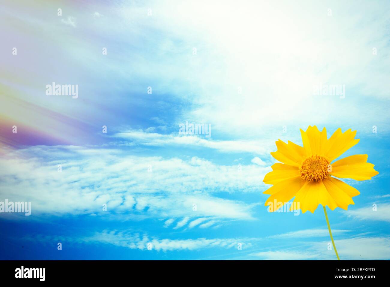Gentle sun on wildflowers hi-res stock photography and images - Alamy