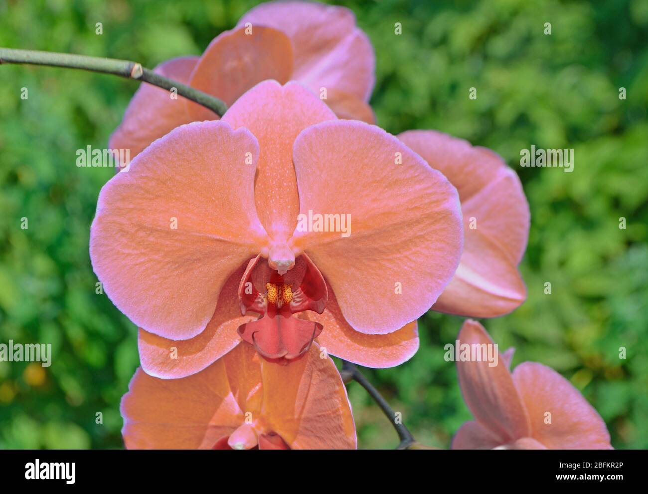 Close-up of orange orchid phalaenopsis. Orange Orchids on green blurred background. Stock Photo