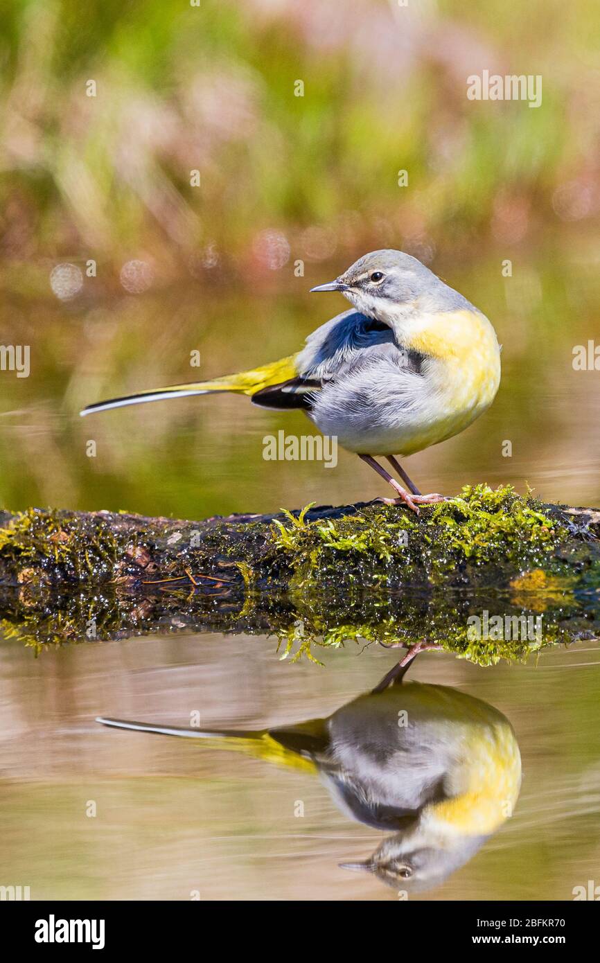 Female grey wagtail preening and foraging by a garden pond in mid Wales ...