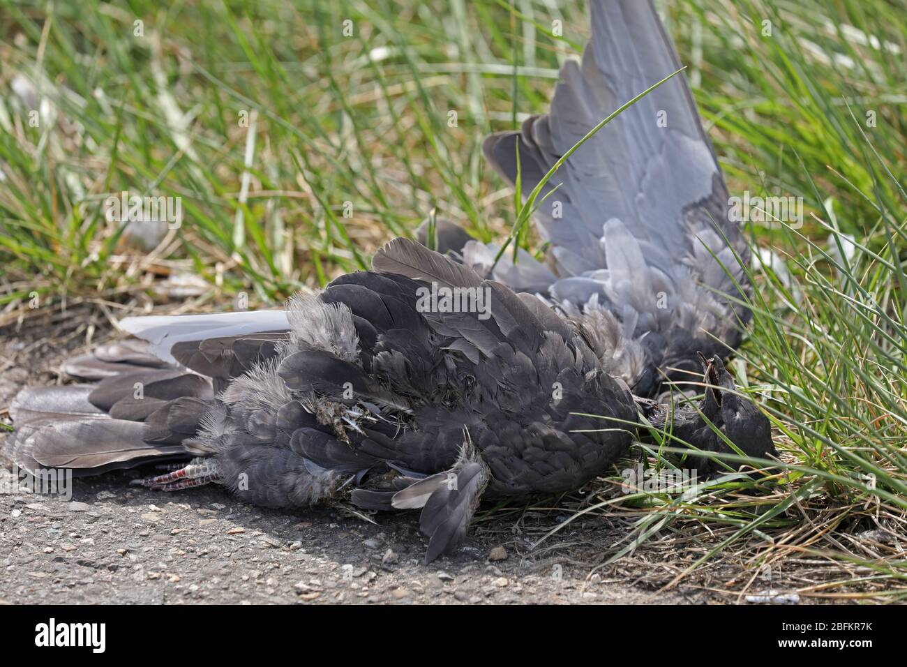 Dead pigeon on the roadside Stock Photo Alamy