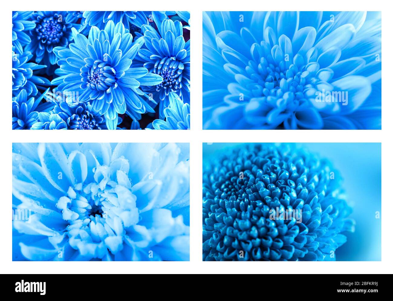 Beautiful blue chrysanthemum  flowers, close-up Stock Photo