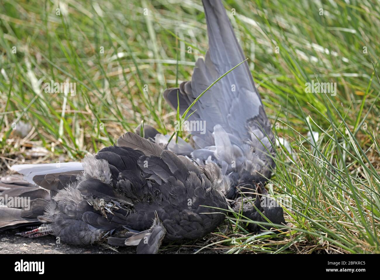 Dead pigeon on the roadside Stock Photo Alamy