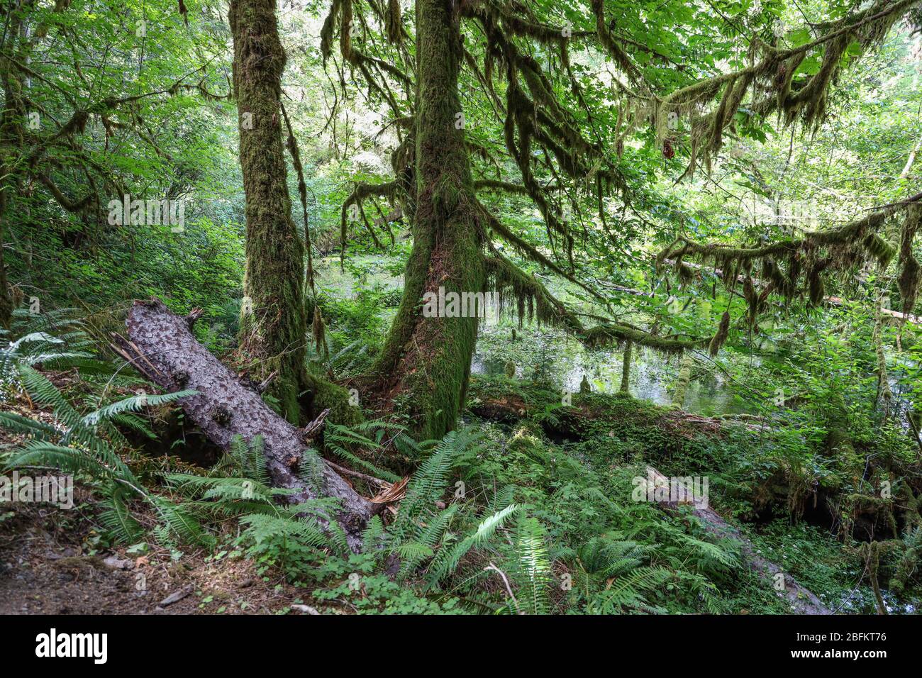 The Hall of Mosses Trail in the Hoh Rain Forest of Olympic National Park is lined with old trees, mostly bigleaf maples and Sitka spruces draped in mo Stock Photo
