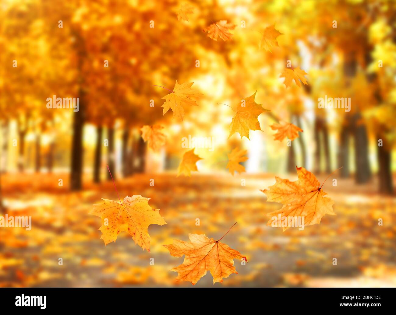 Autumnal park with falling maple leaves Stock Photo - Alamy