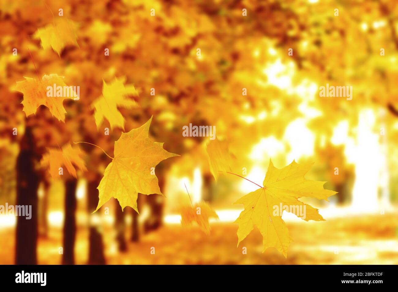 Autumnal park with falling maple leaves Stock Photo - Alamy