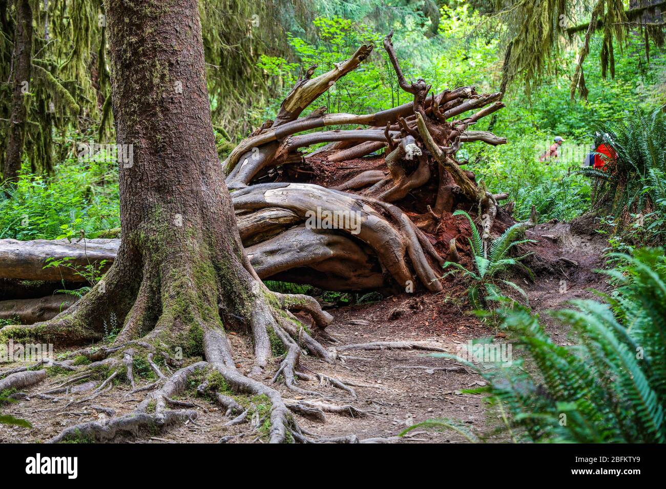 The Hall of Mosses Trail in the Hoh Rain Forest of Olympic National Park is lined with old trees, mostly bigleaf maples and Sitka spruces draped in mo Stock Photo