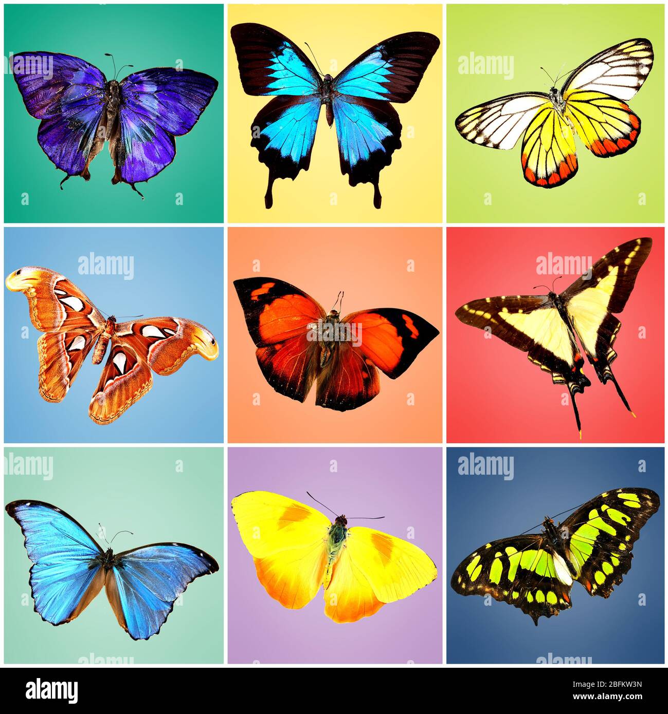 Butterflies collection on bright background Stock Photo