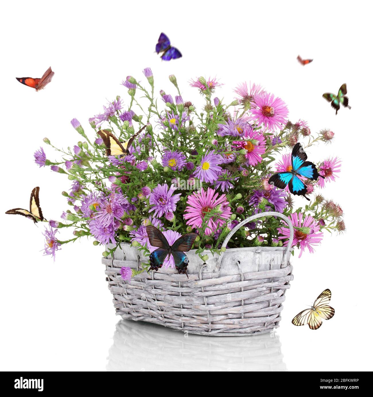 Beautiful wild flowers in basket and flying butterflies on white ...