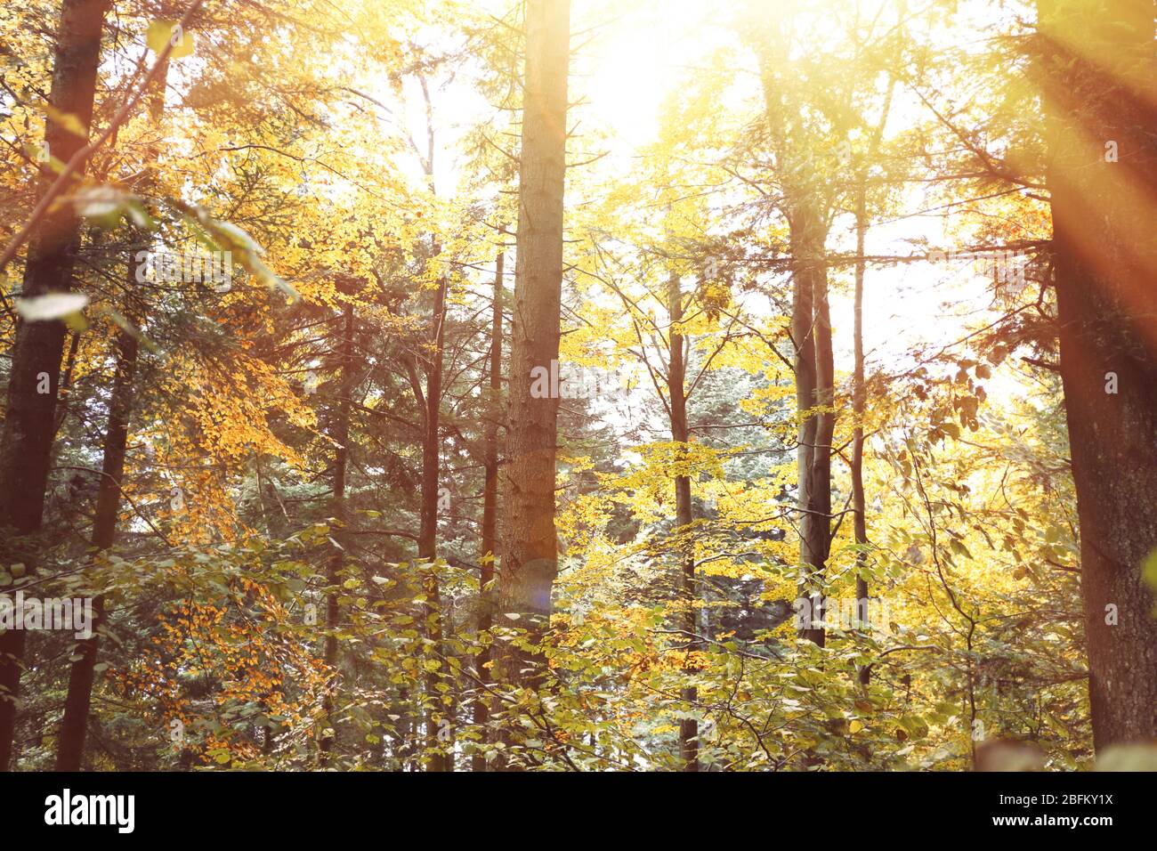 Autumn in the forest Stock Photo - Alamy