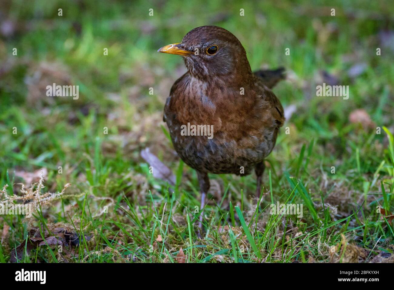 Female Blackbird. Stock Photo