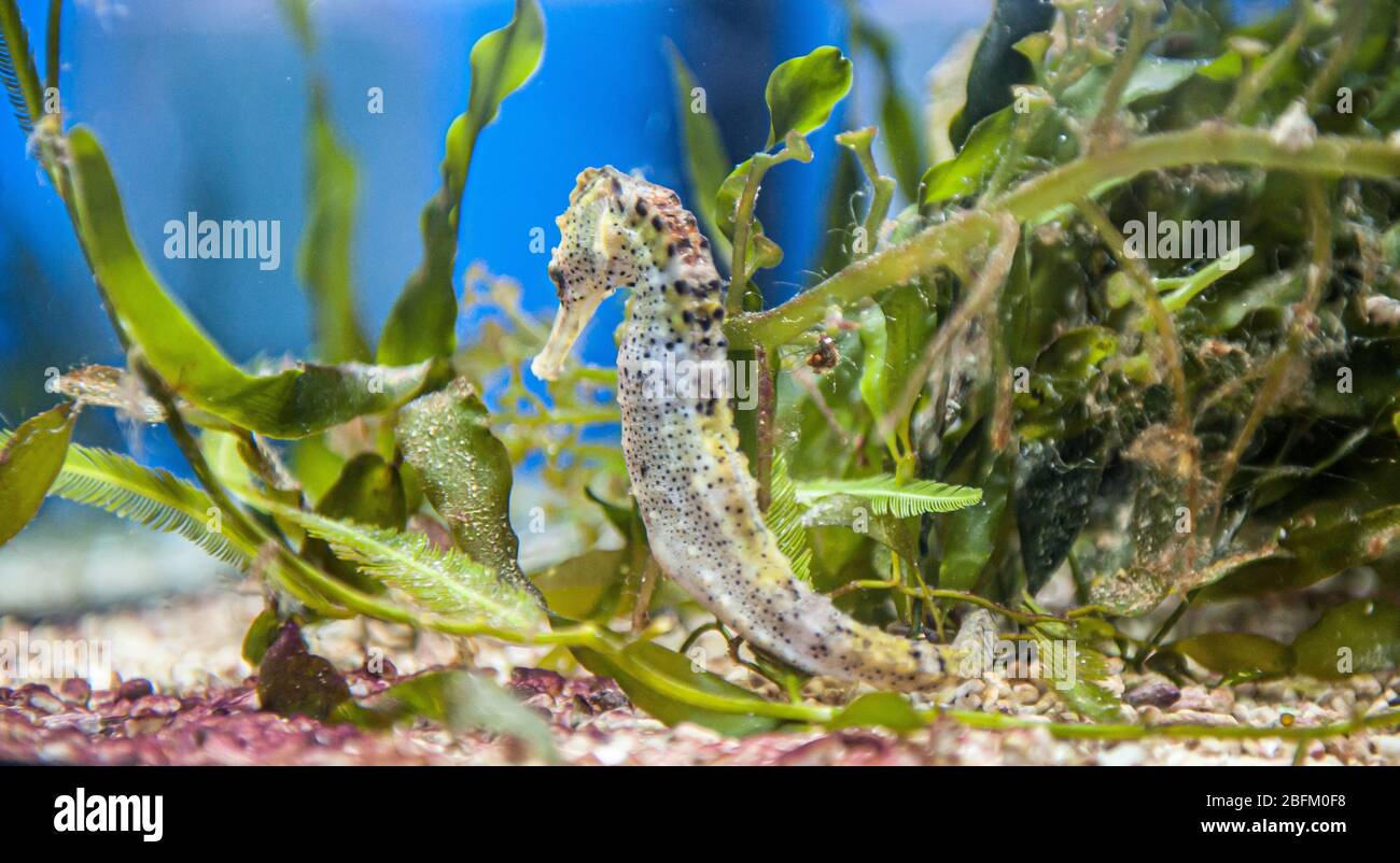 Seahorse (Hippocampus) in an aquarium.. Stock Photo