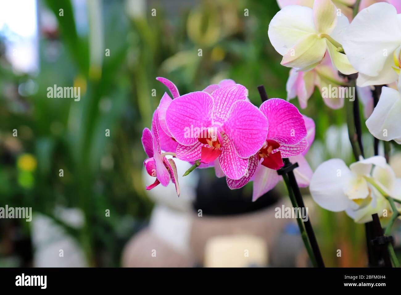 Phalaenopsis Orchid pink flowers in the store. Flowering plant, floral background. Beautiful flowers at greenhouse. Flower shop, market. Potted Orchid Stock Photo