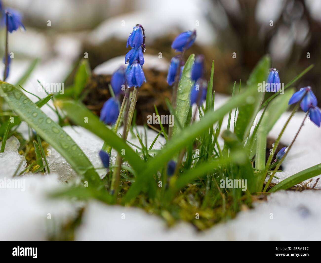 picture with the first spring flowers in the snow, the first spring