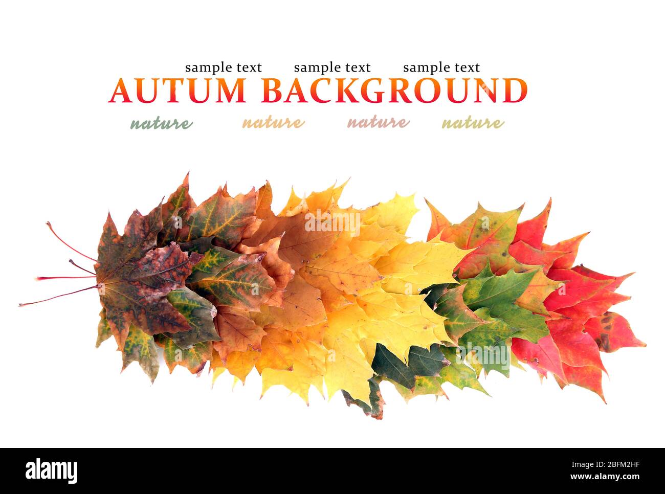 Autumn maple leaves with copy space on white background Stock Photo - Alamy