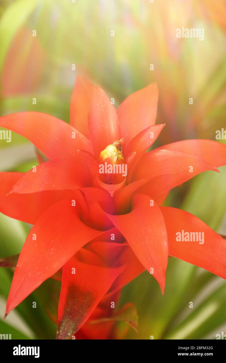 Red bromeliad flower Stock Photo