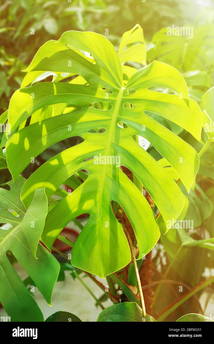 Tropical Plants in greenhouse, close-up Stock Photo - Alamy