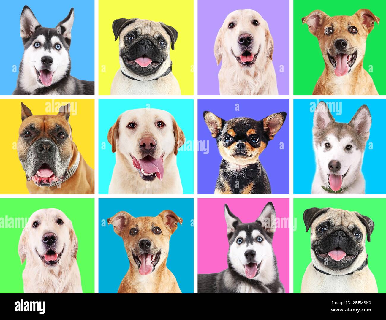 Những chú chó cưng đáng yêu thật dễ thương khi được đưa lên nền tảng màu sắc tươi vui. Hãy thưởng thức những hình ảnh đầy màu sắc này để đem lại niềm vui và tình yêu cho ngày mới của bạn.