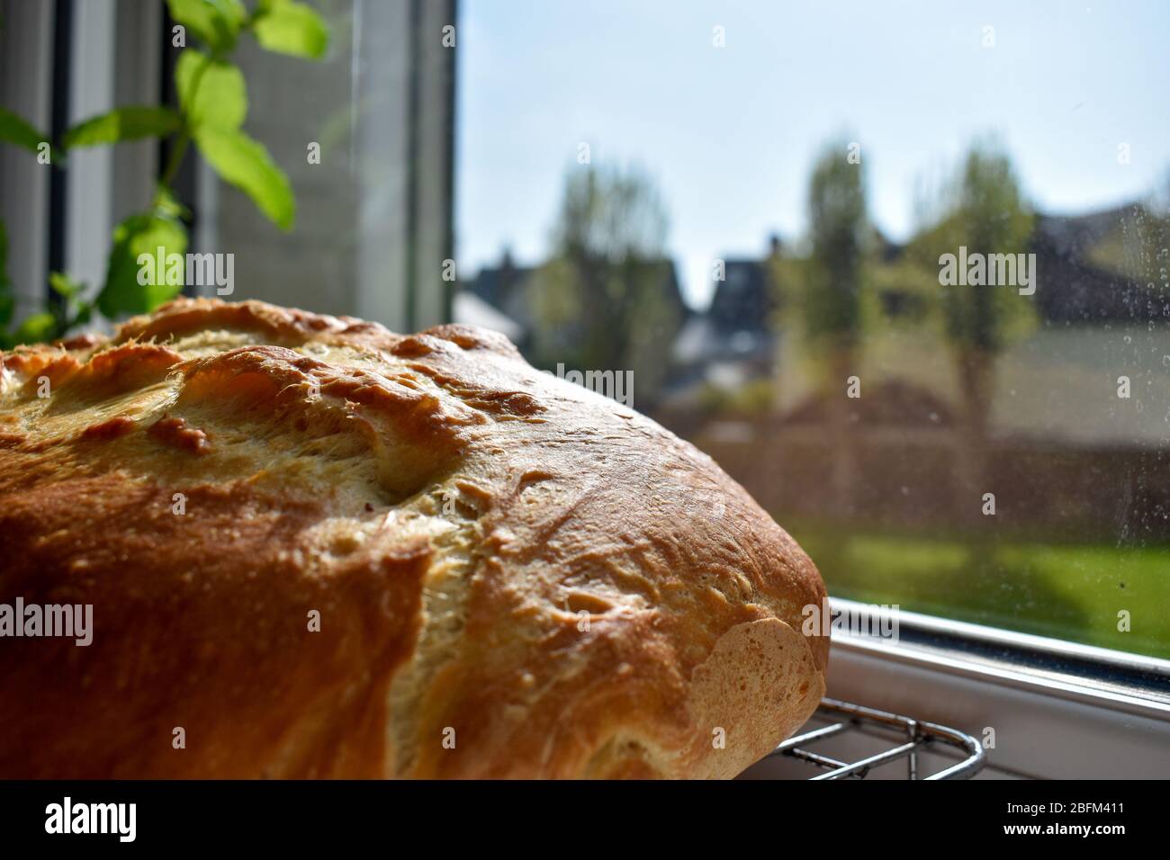 A home baked loaf of bread cooling by a window Stock Photo Alamy
