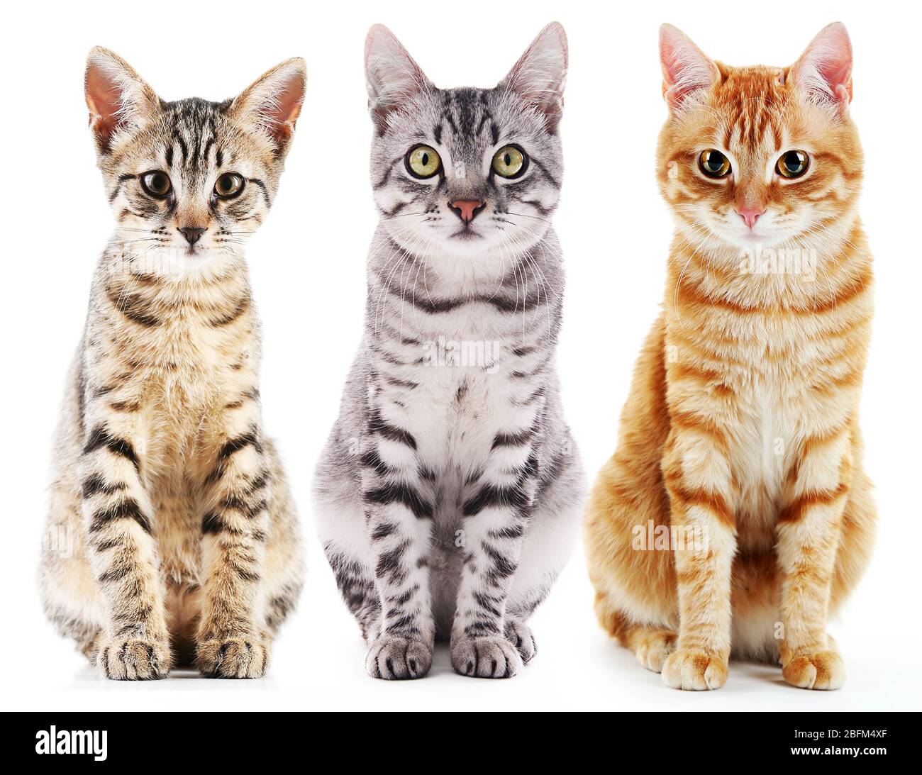 Three cute cats, isolated on white Stock Photo - Alamy