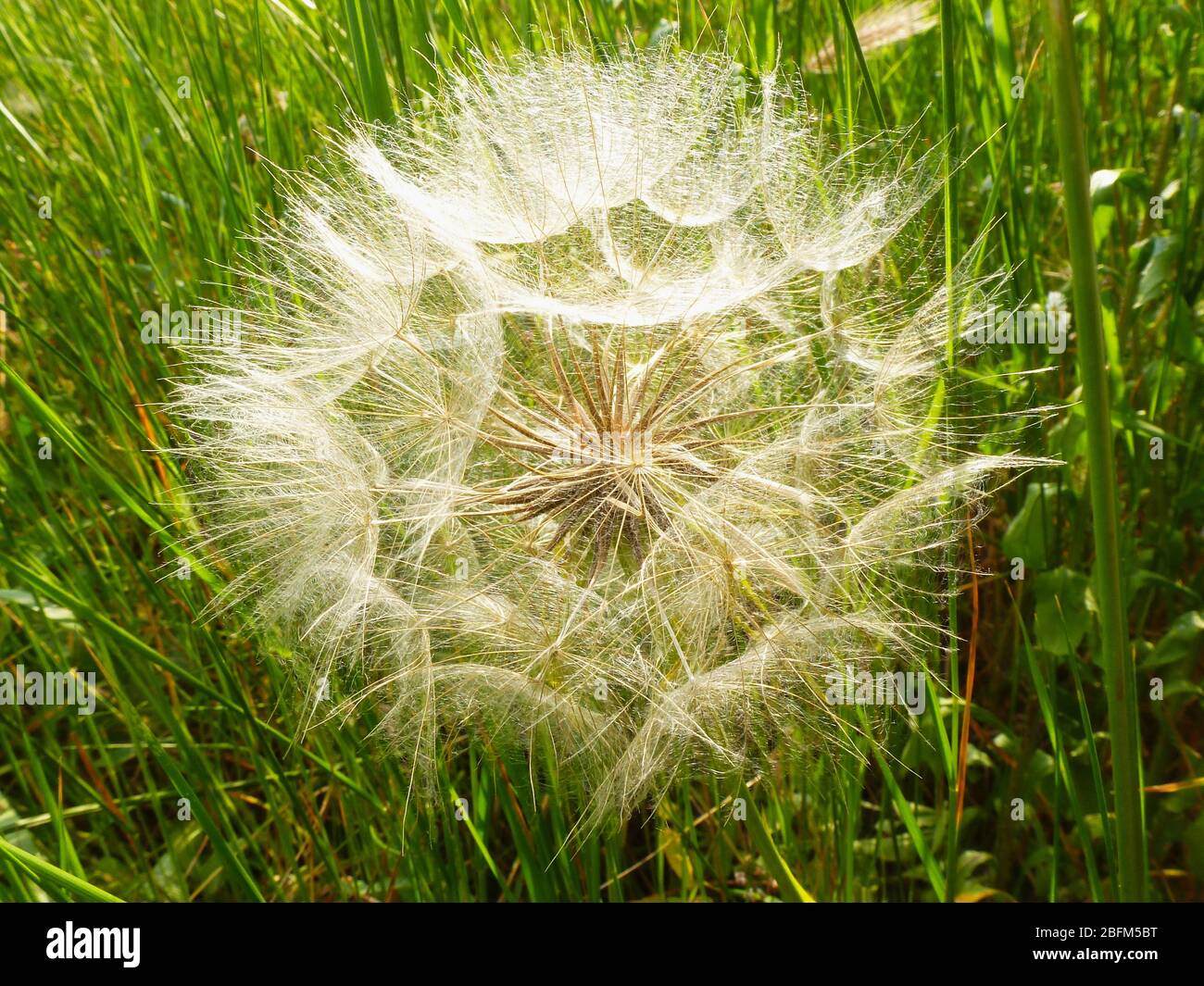 fluffy white red seeded common dandelion in bright green spring grass. abstract composition in green and white. Taraxacum erythrospermum, lush foliage Stock Photo