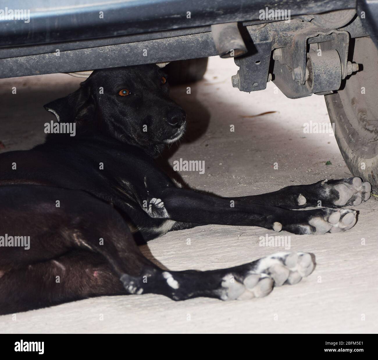 Indian Black Street or Stray dog sittng below a car. Also called as Gali ka Kutta in hindi Stock Photo