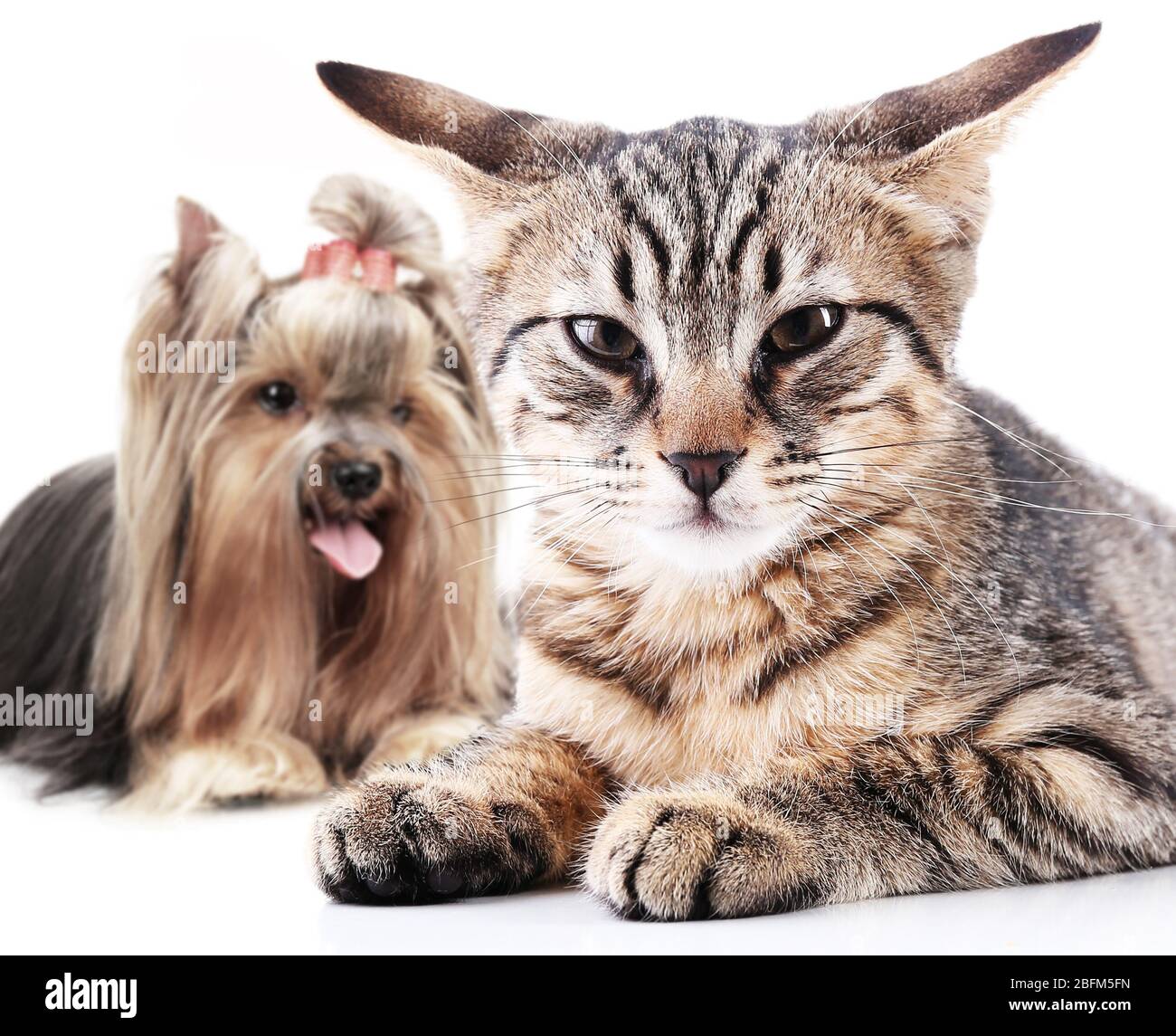 Angry Cat  Angry cat, Angry animals, Angry dog