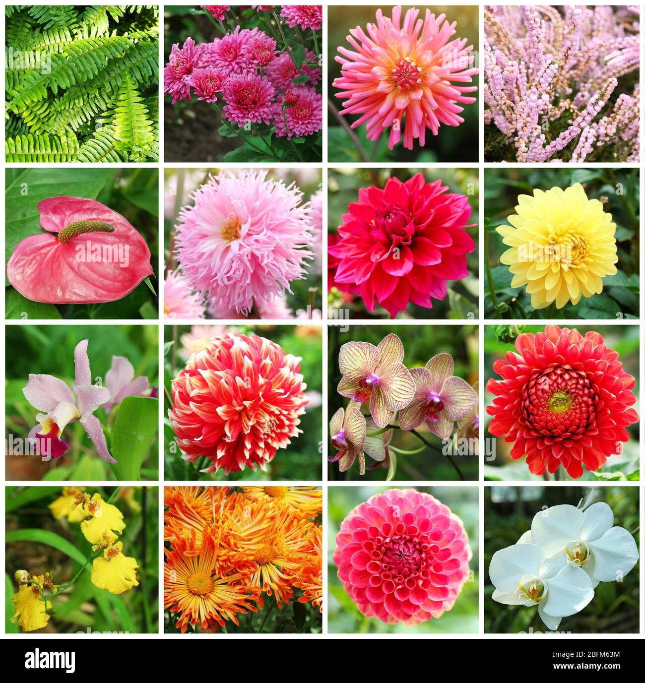 Collage with beautiful flowers in the garden. Stock Photo