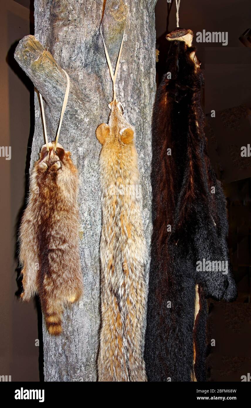 Small animal skins hanging hi-res stock photography and images - Alamy