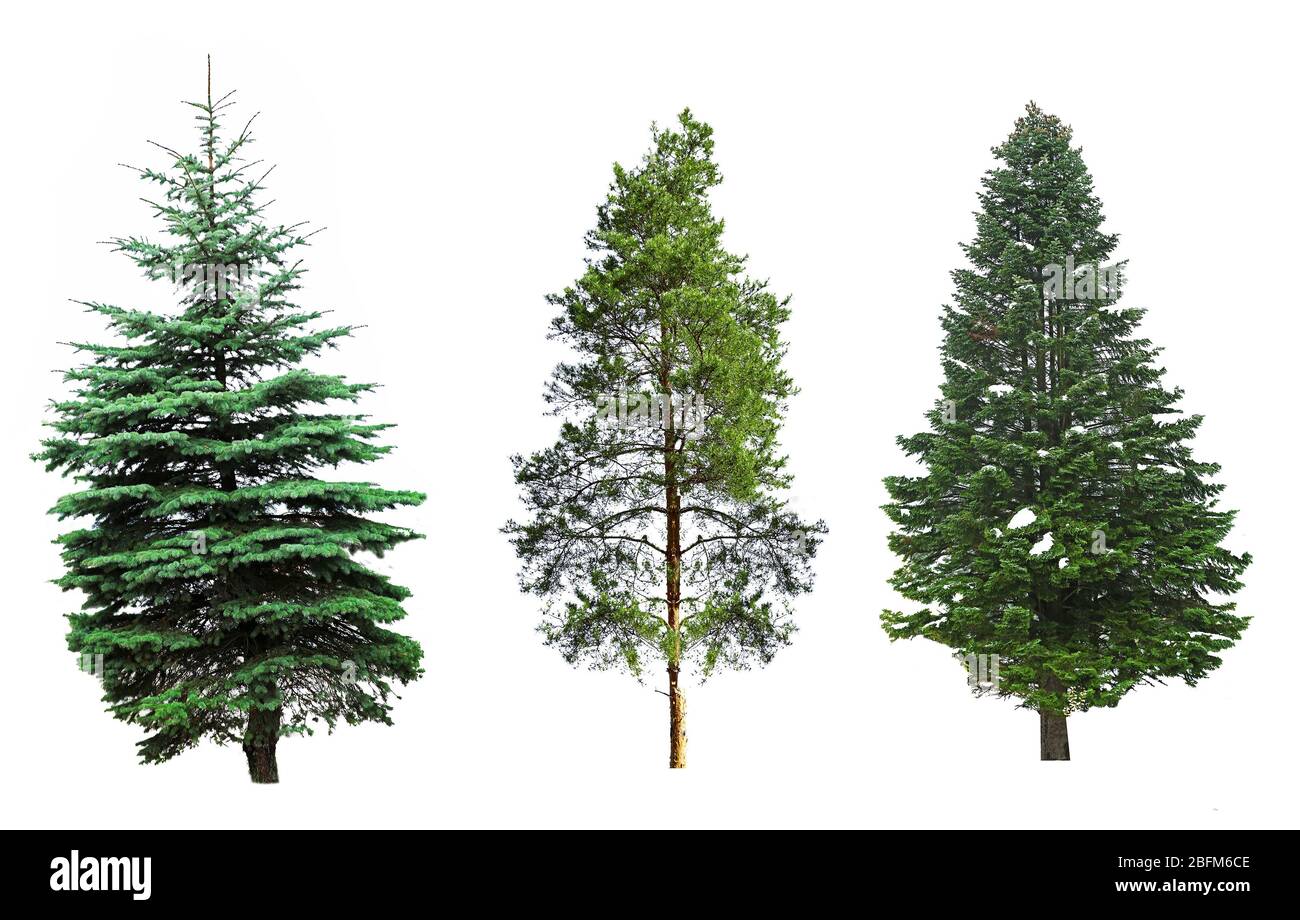 Fir-trees, isolated on white Stock Photo