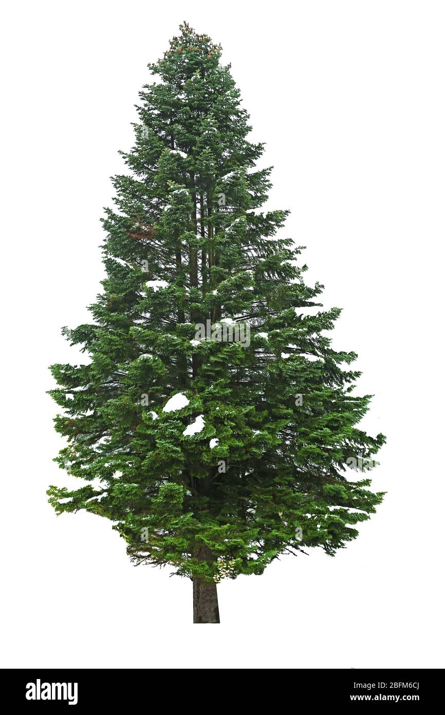 Fir-tree, isolated on white Stock Photo