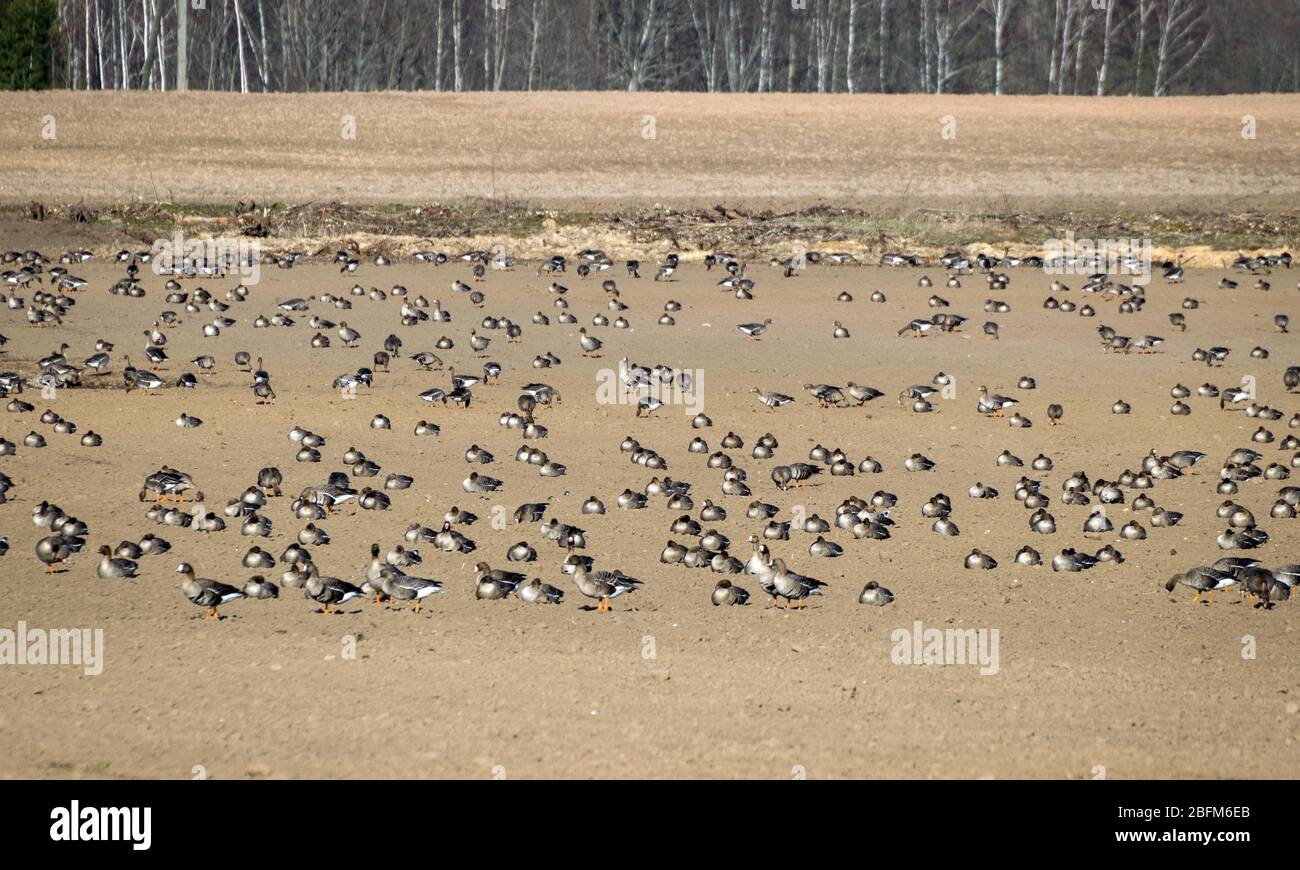 Agricultural field as place of stop-overs, geese make long stops in process of migration to replenish energy resources, spring migrations of birds, Bu Stock Photo