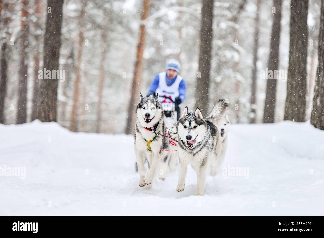 Sled dog racing. Husky sled dogs pull a sled with dog musher. Winter ...
