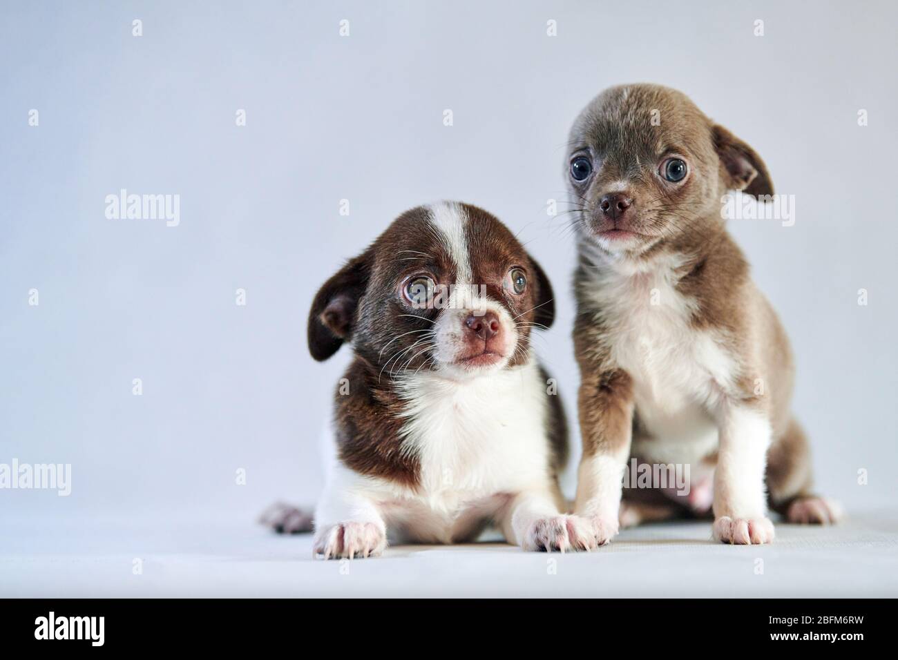 Shorthair chihuahuas hi-res stock photography and images - Alamy