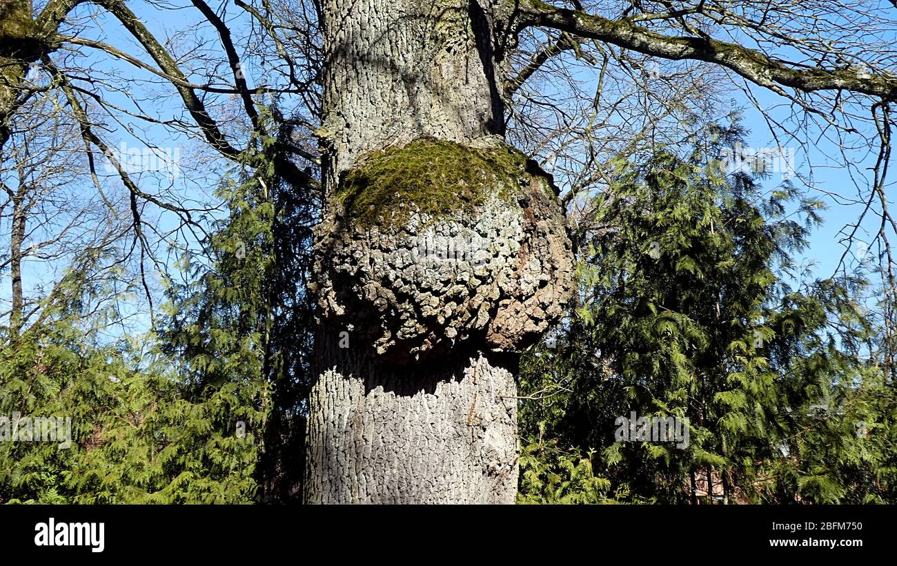 Ein alter Baum im Park Stock Photo