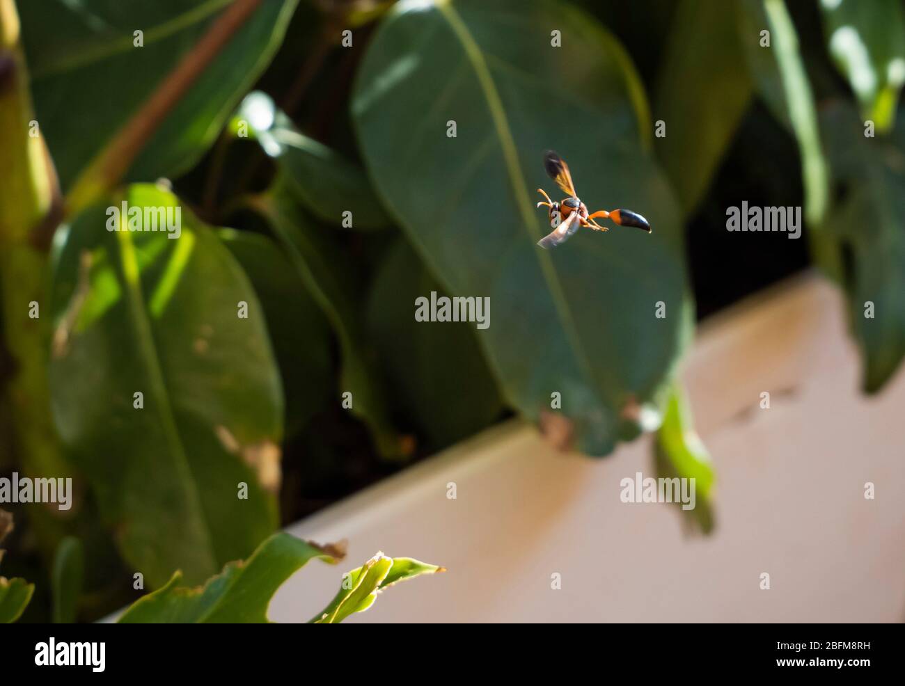 Geen eye hi-res stock photography and images - Alamy