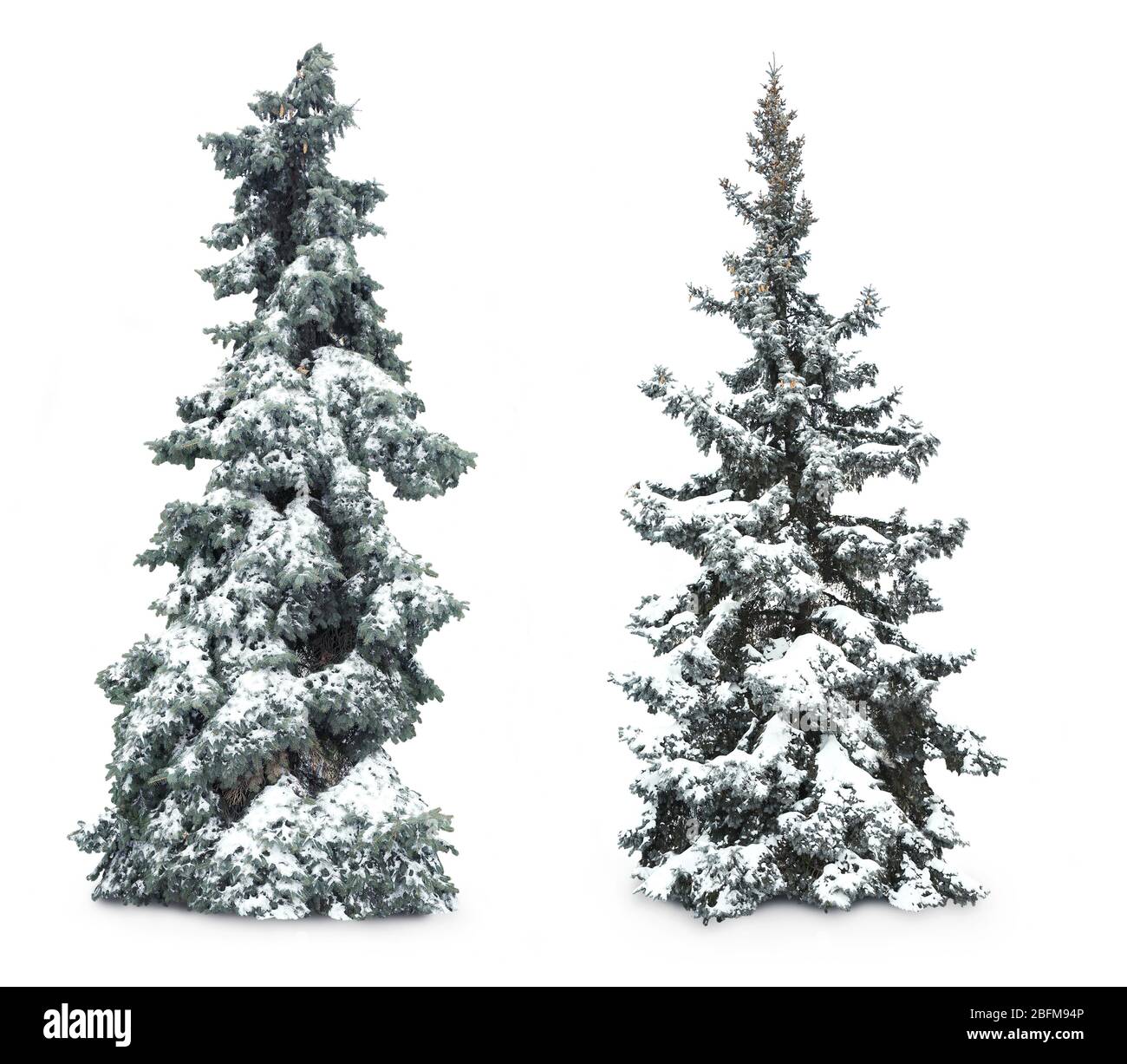 Firtrees with snow, isolated on white Stock Photo Alamy