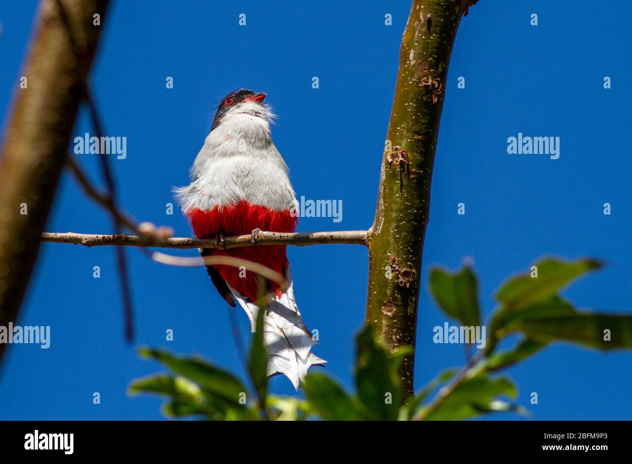 Cuban Trogon (Priotelus temnurus) perched on a branch in Cuba Stock Photo