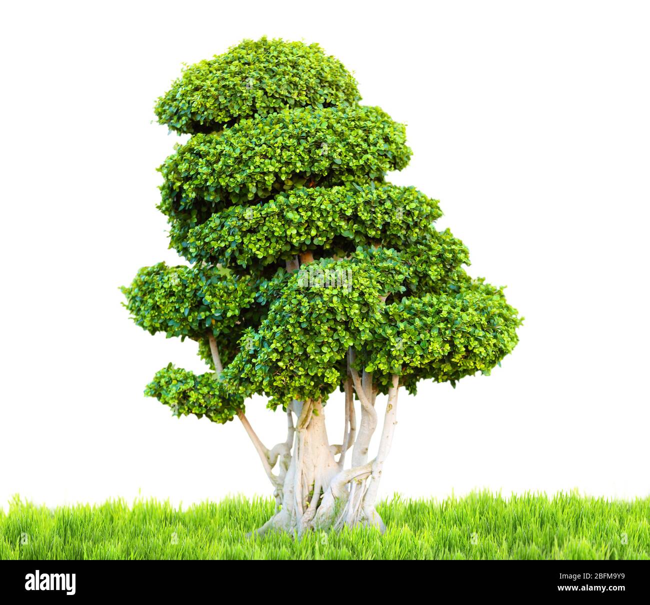 Bonsai tree on green grass, isolated on white Stock Photo